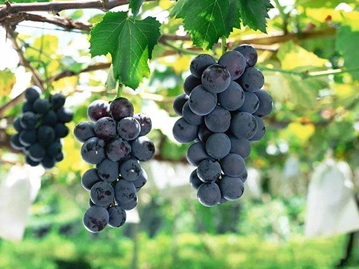 ���χ�(gu��)����֮�l(xi��ng)�����Ѯa(ch��n)�I(y��)�Ƅ�(d��ng)���r(n��ng)�����¸�