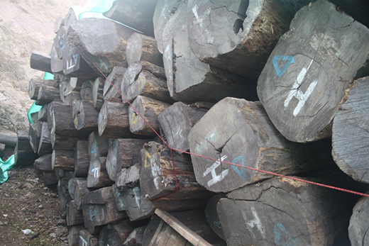 ����ף�R��ɭ�tľ�s�@��2019�tľ�Ҿ�ʮ���ܚgӭƷ�ơ�����험s�u