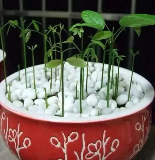 TCL�A�����������N��һƬ��G��׌����͹����������C(j��)