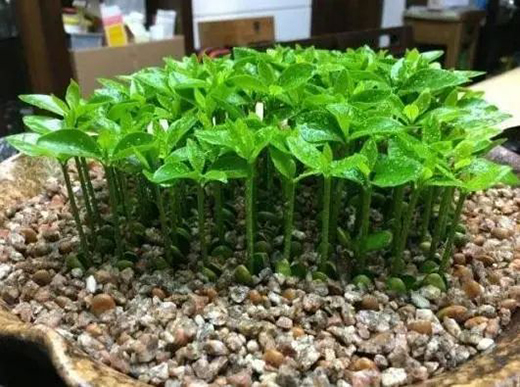 TCL�A�����������N��һƬ��G��׌����͹����������C(j��)