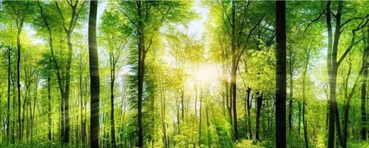 TCL�A�����������N��һƬ��G��׌����͹����������C(j��)