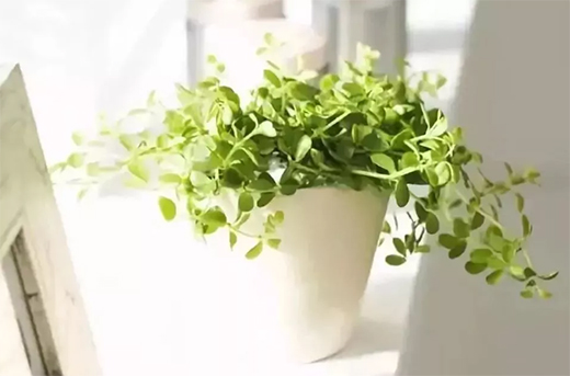 ���˾�ȫ�X�Ҿӡ����X��ľ�����h(yu��n)�x��ȩ����������!