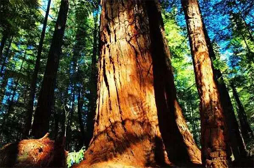 ���黨���ܴ��J(r��n)�����ɞ�tľ��ġ����F��!