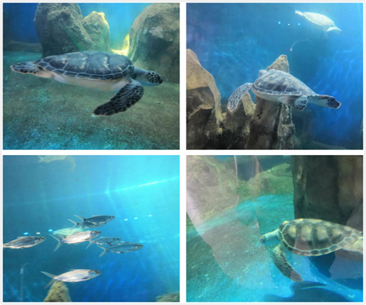 ��ͬ��ͬ�������ڹ��A�� ��������ˇ�g(sh��)Ϳ�ψF(tu��n)�����ʻ��