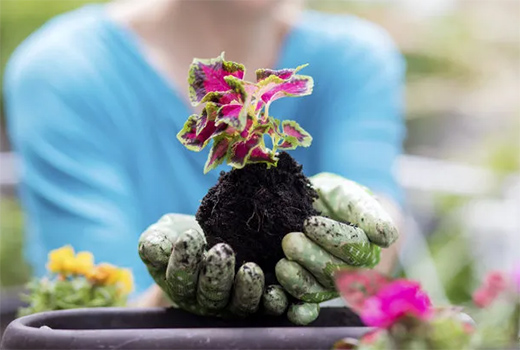 ������(BERNI)������ľ�����չ��δ��