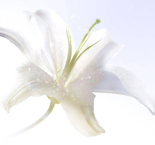 ѩ����ح������s����ğ��ס��y�����ѵǈ�(ch��ng)