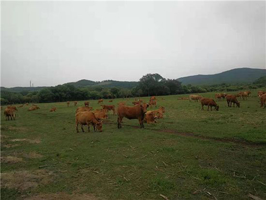 ����ţ�����Sţ�� ���콡���ʳ���L��