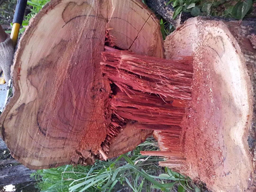 ��t��֦�Ҿߣ����M�롰���ƻ����r��