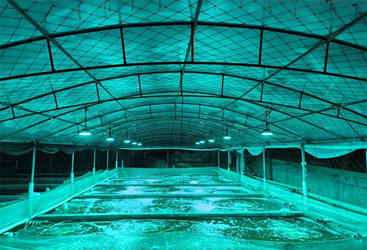 �����á��⡱����ˮ�a(ch��n)�B(y��ng)ֳ | ��ɽ�����Ƴ��B(y��ng)ֳ�����·���